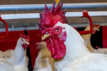 Breeding roosters and hens for meat feed inside the breeding area of a poultry farm, in Brazil. Brazilian poultry production is one of the most respected poultry industries in the world.