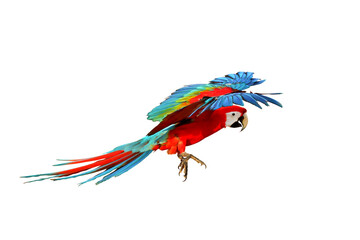 Colorful Green wing macaw flying isolated on transparent background.	