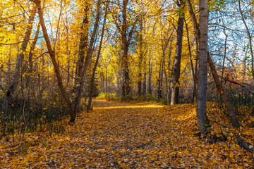 A dense section of woods with fall colors on the leaves at Autumn along the walking trail at Blackbird Island along the Wenatchee River in the historic town of Leavenworth, Washington.