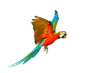 Colorful macaw parrot flying isolated on transparent background. © Passakorn