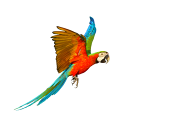 Colorful macaw parrot flying isolated on transparent background.