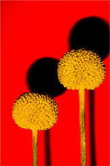 100mm Macro Billy Buttons Craspedia globosa yellow flowers on red background and shadows