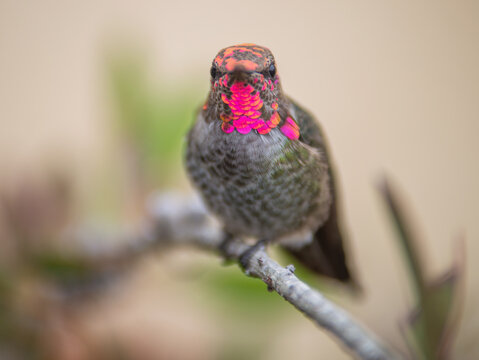 Bejeweled: An Anne's Hummingbird perches on a bush between eating breakfast from the nearby flowers in Lompoc, California
