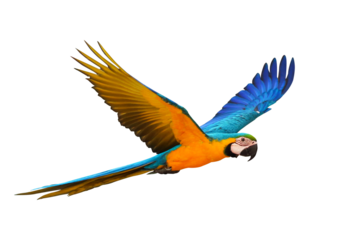 Colorful Blue and gold macaw parrot flying isolated on transparent background png file	