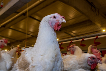 Breeding roosters and hens for meat feed inside the breeding area of a poultry farm, in Brazil. Brazilian poultry production is one of the most respected poultry industries in the world.