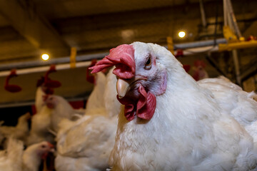 Breeding roosters and hens for meat feed inside the breeding area of a poultry farm, in Brazil. Brazilian poultry production is one of the most respected poultry industries in the world.