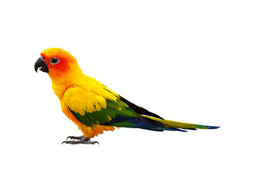 Beautiful Sun Conure parrot bird isolated on transparent background png file	