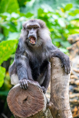 Tonkean macaque (Macaca tonkeana) is a species of primate in the family Cercopithecidae. It is endemic to central Sulawesi and the nearby Togian Islands in Indonesia.