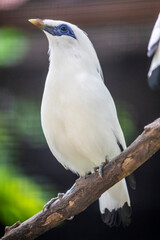 a Bali myna (Leucopsar rothschildi) stands on the tree, a medium-size 
stocky myna, almost wholly white with a long, drooping crest, black tips on the wings and tail blue bare skin around the eyes.