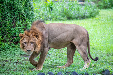 The closeup image of African Lion.  
it is a muscular, deep-chested cat with a short, rounded head, a reduced neck and round ears, and a hairy tuft at the end of its tail.