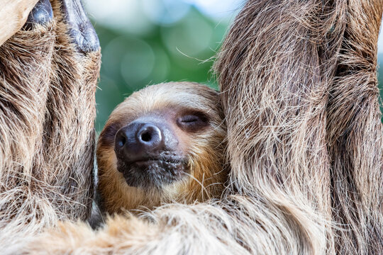 The close image of Linneaus' Two-toed Sloth (Choloepus didactylus). 
A species of sloth from South America,  have longer hair, bigger eyes, and their back and front legs are more equal in length.