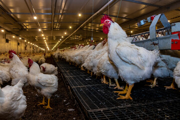 Breeding roosters and hens for meat feed inside the breeding area of a poultry farm, in Brazil....