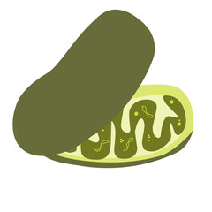Mitochondria icon