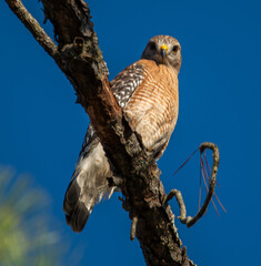 Watchful: A perched Red-shouldered Hawk looks down at the viewer from its lofty spot in bare tree branch, Islamorada, Florida