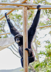 A Siamang Gibbon hanging from a tree