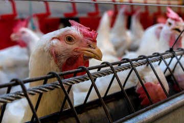 Breeding roosters and hens for meat feed inside the breeding area of a poultry farm, in Brazil. Brazilian poultry production is one of the most respected poultry industries in the world.