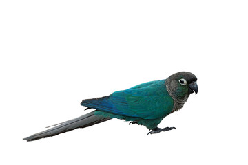 Colorful Crimson-bellied parakeet parrot isolated on transparent background png file