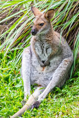 The agile wallaby (Notamacropus agilis)  is a species of wallaby found in northern Australia and southern New Guinea.  The agile wallaby is a sandy colour, becoming paler below.