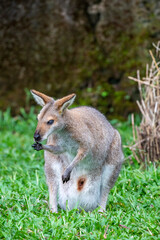 The agile wallaby (Notamacropus agilis)  is a species of wallaby found in northern Australia and southern New Guinea.  The agile wallaby is a sandy colour, becoming paler below.