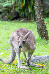 The eastern grey kangaroo (Macropus giganteus) is a marsupial found in the eastern third of Australia, with a population of several million. 