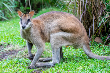Naklejka na ściany i meble The agile wallaby (Notamacropus agilis) is a species of wallaby found in northern Australia and southern New Guinea. The agile wallaby is a sandy colour, becoming paler below.