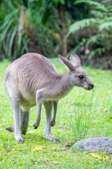 The eastern grey kangaroo (Macropus giganteus) is a marsupial found in the eastern third of...