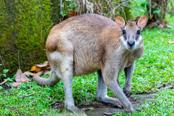 The agile wallaby (Notamacropus agilis)  is a species of wallaby found in northern Australia and southern New Guinea.  The agile wallaby is a sandy colour, becoming paler below.