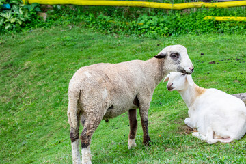 A sheep in Australia zone of Taman Safari Indonesia II Jatim Indonesia for interaction with tourists. 