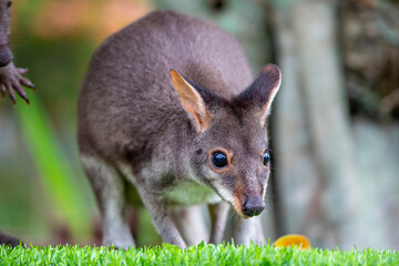The photo of dusky wallaby (Thylogale brunii). A species of marsupial in family Macropodidae. It is found in the Aru and Kai islands and the Trans-Fly savanna and grasslands ecoregion of New Guinea.