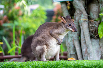 The photo of dusky wallaby (Thylogale brunii). A species of marsupial in family Macropodidae. It is found in the Aru and Kai islands and the Trans-Fly savanna and grasslands ecoregion of New Guinea.