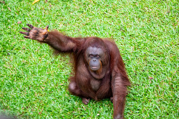 A female Bornean orangutan sits and rise the hand to beg food. 
Critically endangered species, with...