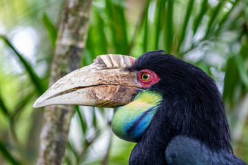 The female wreathed hornbill. It (Rhyticeros undulatus) is an Old World tropical bird of the hornbill family Bucerotidae.  It is named after its characteristic long, curved bill that develops ridges.
