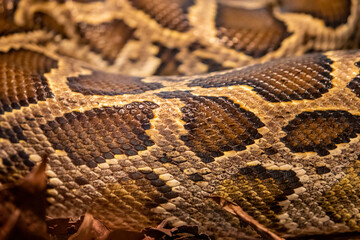 The Burmese python (Python bivittatus) is one of the largest species of snakes. It is native to a large area of Southeast Asia and is listed as Vulnerable on the IUCN Red List.