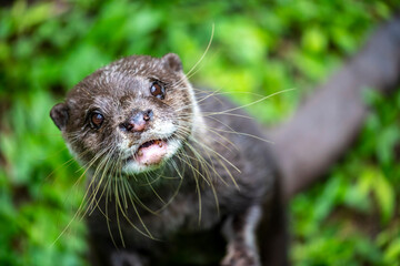 The small clawed otter (Amblonyx cinereus) looks at camera.
A semiaquatic mammal native to inhabits...
