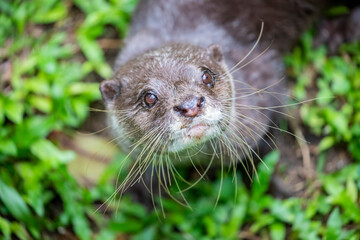 The small clawed otter (Amblonyx cinereus) looks at camera.
A semiaquatic mammal native to inhabits...
