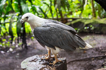 The white-bellied sea eagle (Haliaeetus leucogaster) is a large diurnal bird of prey in the family Accipitridae, a white head, rump and underparts, and dark or slate-grey back and wings. 