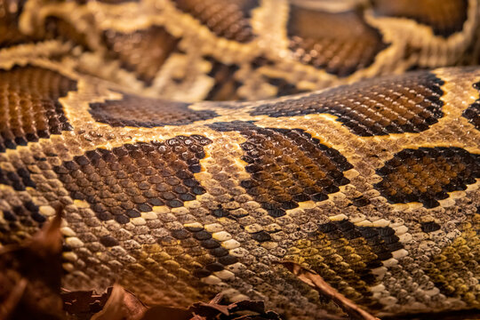 The Burmese python (Python bivittatus) is one of the largest species of snakes. It is native to a large area of Southeast Asia and is listed as Vulnerable on the IUCN Red List.