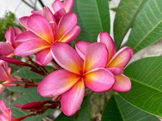 Fototapeta premium Plumeria rubra flower with pink color blooming in the garden 