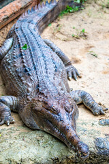 The false gharial is a freshwater crocodilian native to Malaysia, Borneo, Sumatra, and Java.
It is dark reddish-brown above with dark brown or black spots and cross-bands on the back and tail.