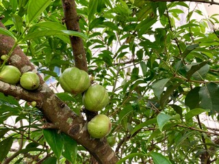 phaleria macrocarpa or known as God's crown fruit hanging on the plant stem 
