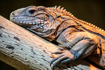 The Cuban rock iguana (Cyclura nubila) is one of the most endangered groups of lizards.
A...
