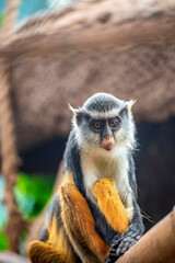 Wolf's mona monkey (Cercopithecus wolfi) is a colourful Old World monkey in the family Cercopithecidae. It is found in central Africa. 
 It lives in primary and secondary lowland rainforest and swamp 
