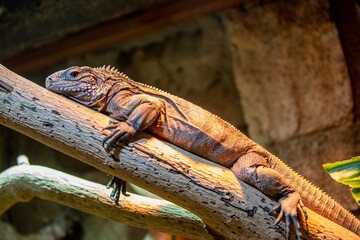 The Cuban rock iguana (Cyclura nubila) is one of the most endangered groups of lizards.
A herbivorous species with a thick tail and spiked jowls.