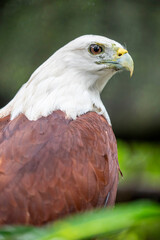 The closeup image of Brahminy kite (Haliastur indus). They are found in the Indian subcontinent, Southeast Asia, and Australia. They are found mainly on the coast and in inland wetlands