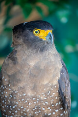 The crested serpent eagle (Spilornis cheela) is a medium-sized bird of prey that is found in forested habitats across tropical Asia. 