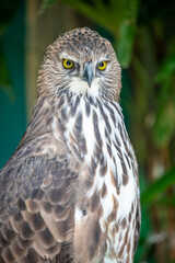 The changeable hawk-eagle (Nisaetus cirrhatus)  is a large bird of prey species of the family Accipitridae.
it is an agile forest-dwelling predator and like many such eagles.