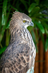The changeable hawk-eagle (Nisaetus cirrhatus)  is a large bird of prey species of the family Accipitridae.
it is an agile forest-dwelling predator and like many such eagles.
