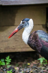 The Asian woollyneck (Ciconia episcopus) is distributed in a wide variety of habitats including marshes in forests, agricultural areas, and freshwater wetlands across Asia and Africa.