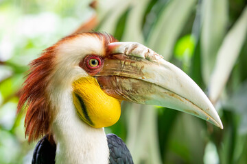 The male wreathed hornbill. It (Rhyticeros undulatus) is an Old World tropical bird of the hornbill family Bucerotidae.