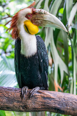 The male wreathed hornbill. It (Rhyticeros undulatus) is an Old World tropical bird of the hornbill family Bucerotidae.